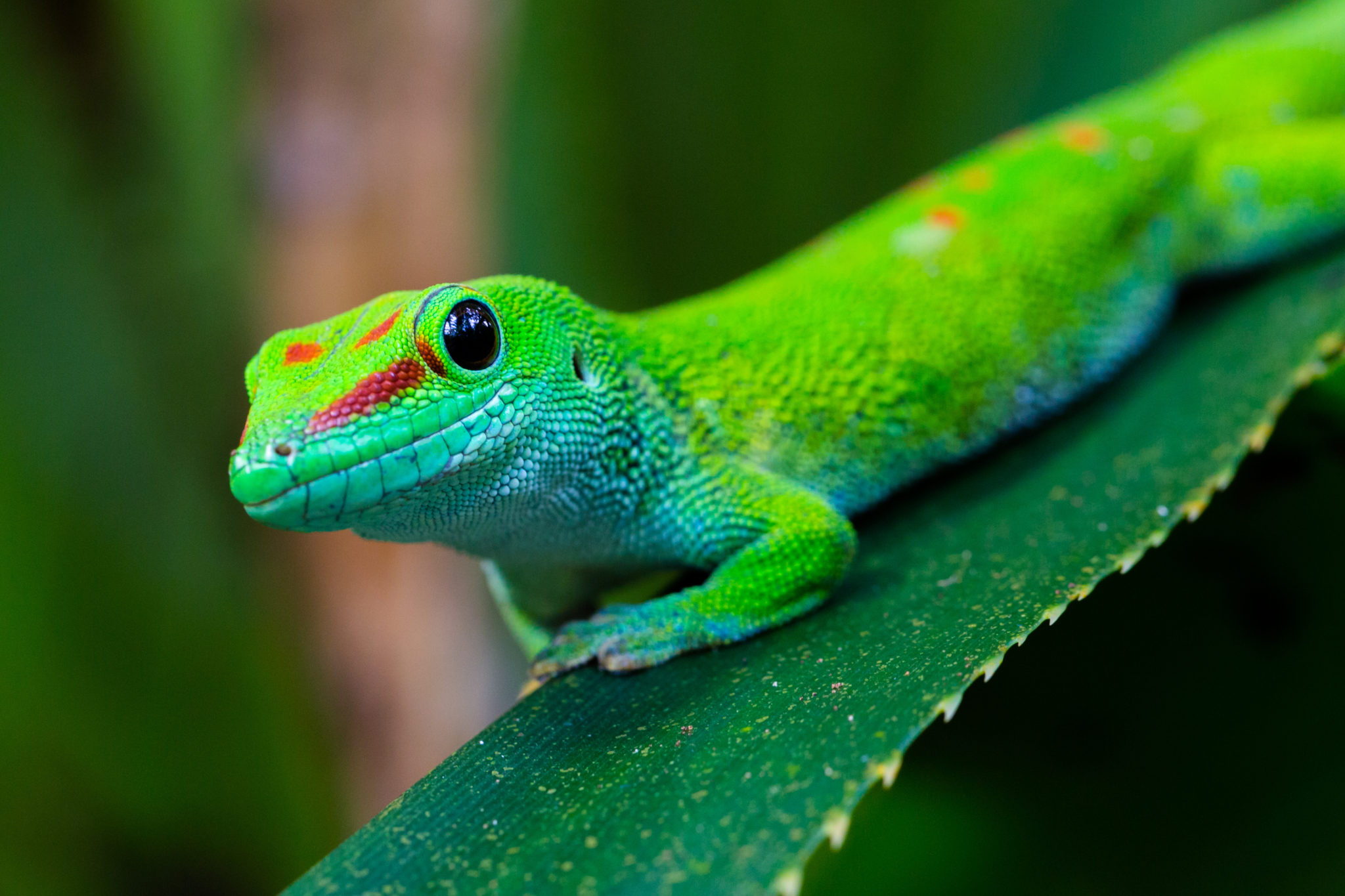 gecko-kehl